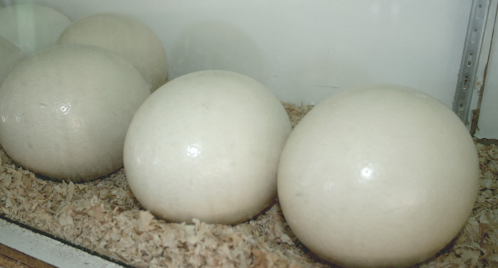 san pasqual ostrich eggs