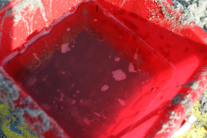 beach picnic collecting sand crabs